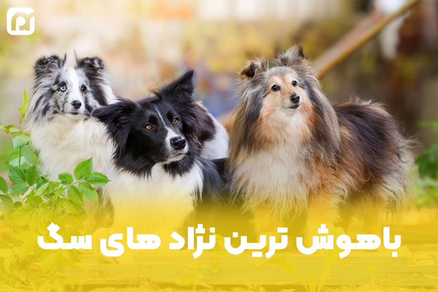 باهوش ترین نژاد های سگ دنیا | معرفی 10 نابغه ی دنیای پشمالو ها